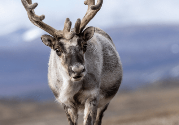 Rentier auf Spitzbergen das in die Kamera schaut